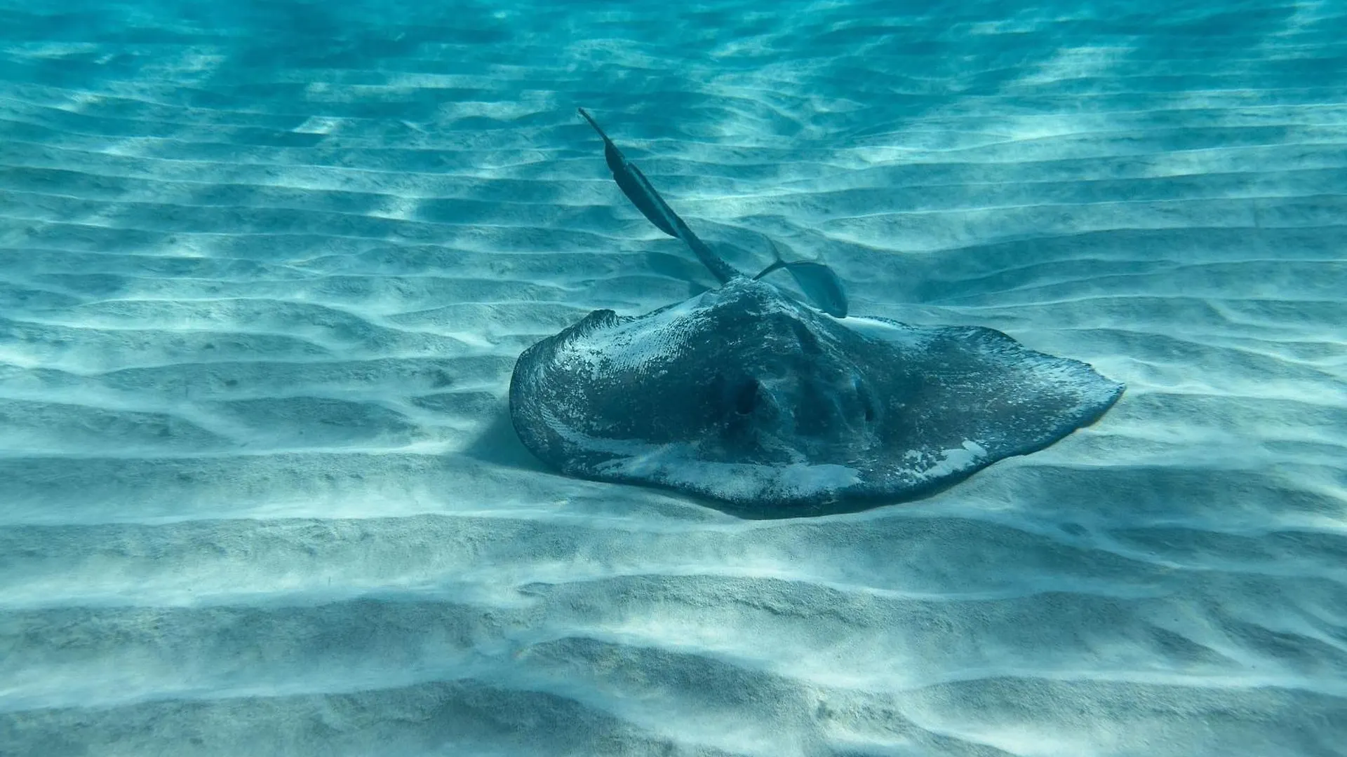 The Ritz-Carlton, Grand Cayman Hotel Seven Mile Beach Resort